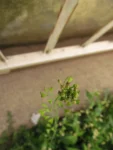 Capsella bursa-pastoris (7)