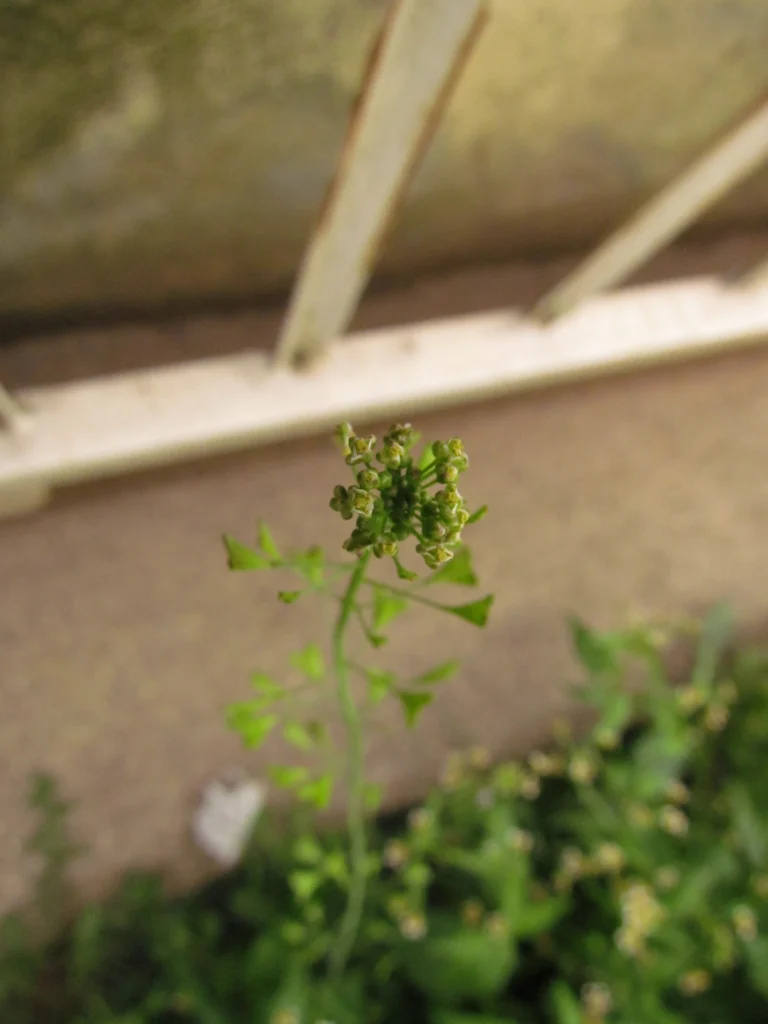 Capsella bursa-pastoris (8)
