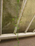 Capsella bursa-pastoris (4)