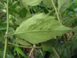 Varronia urticifolia (59)