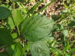 Varronia urticifolia (57)