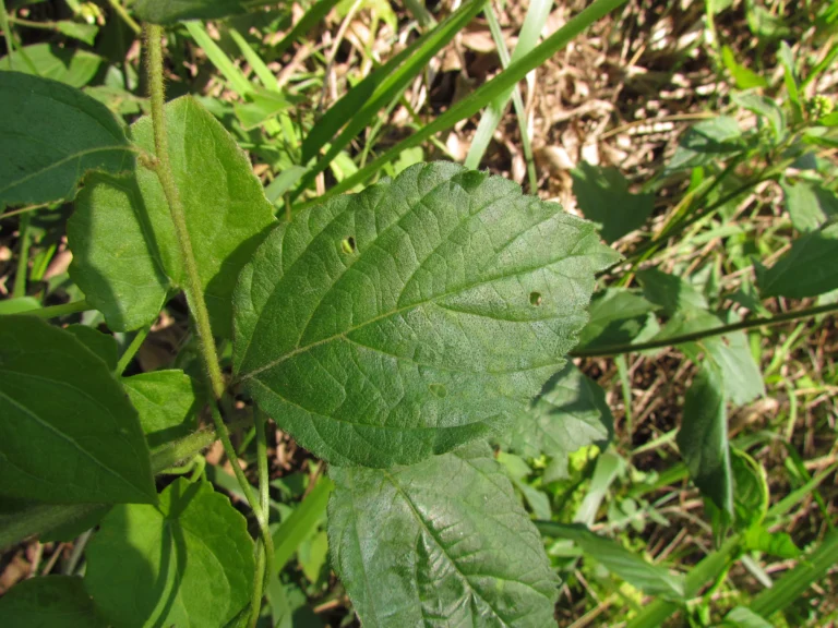 Varronia urticifolia (57)