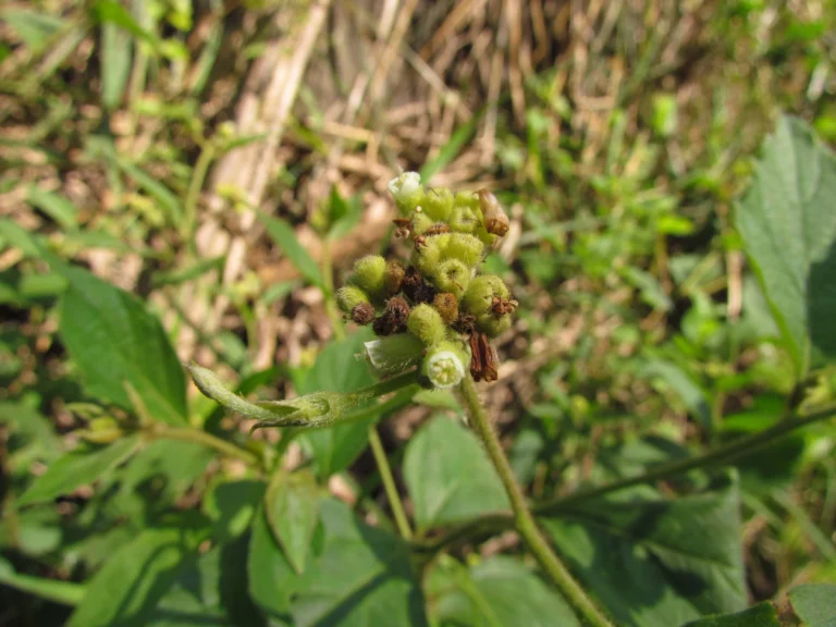 Varronia urticifolia (56)