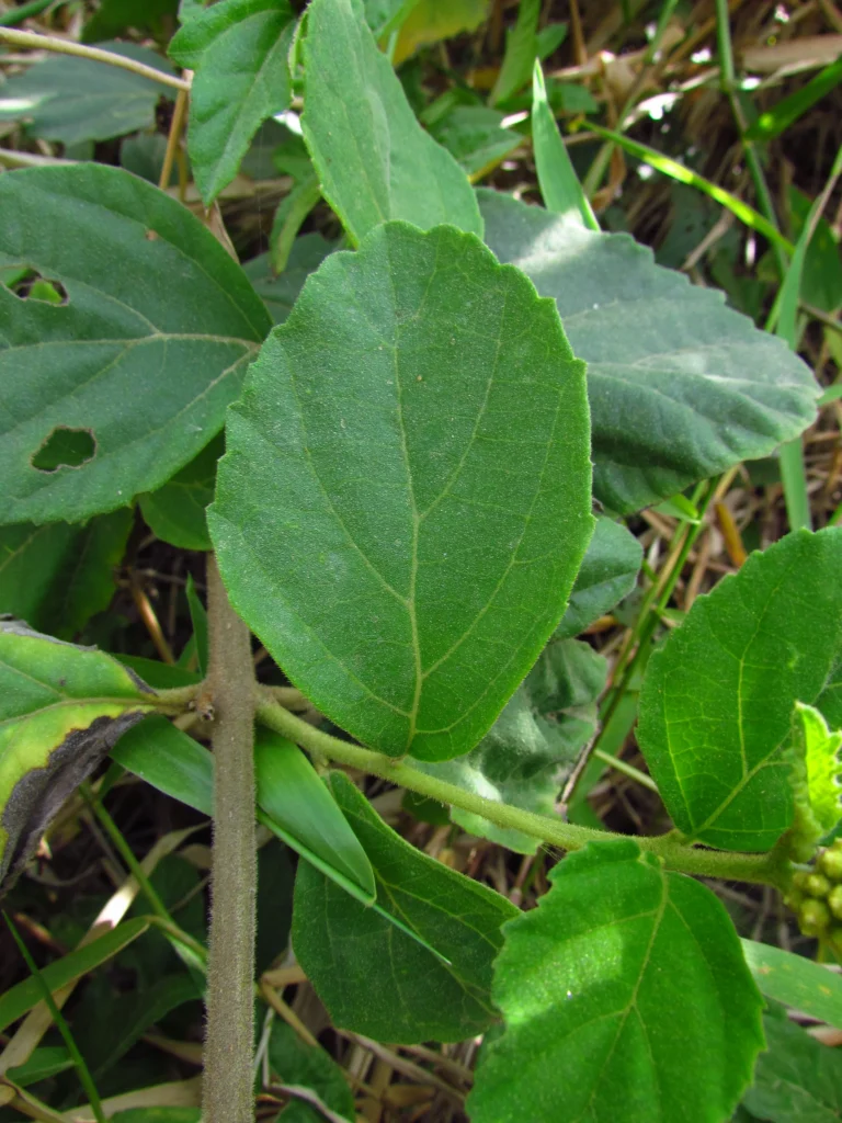 Varronia urticifolia (49)