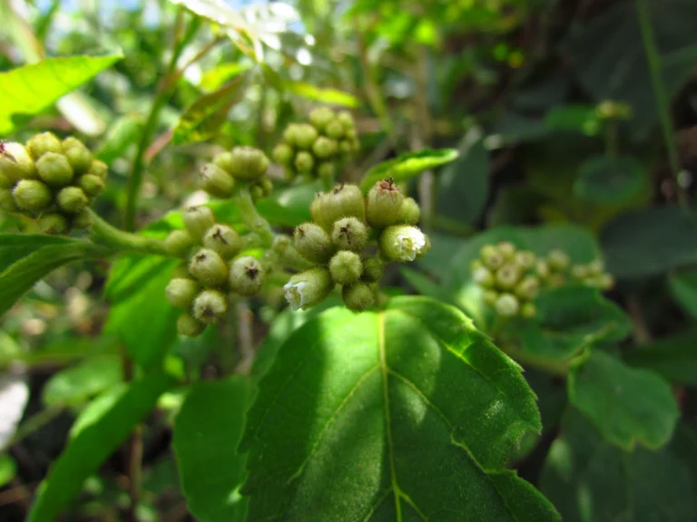 Varronia urticifolia (50)