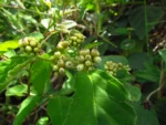 Varronia urticifolia (45)