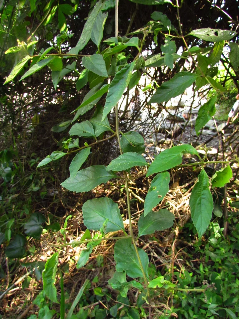 Varronia urticifolia (42)
