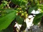 Varronia urticifolia (40)