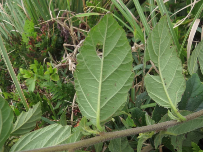 Varronia urticifolia (37)