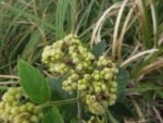 Varronia urticifolia (32)