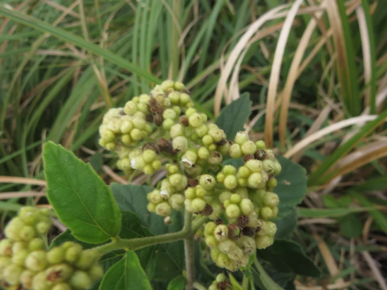 Varronia urticifolia (32)