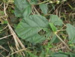 Varronia urticifolia (28)