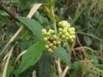 Varronia urticifolia (25)