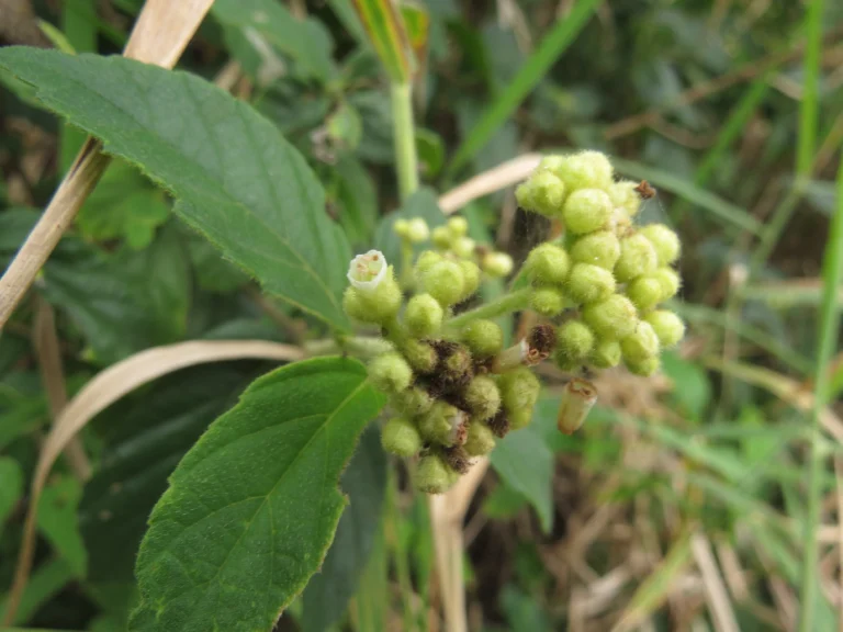 Varronia urticifolia (26)