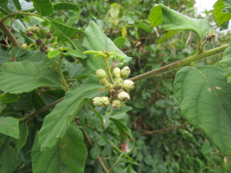 Varronia urticifolia (22)