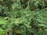 Varronia urticifolia (23)