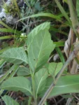 Varronia urticifolia (20)