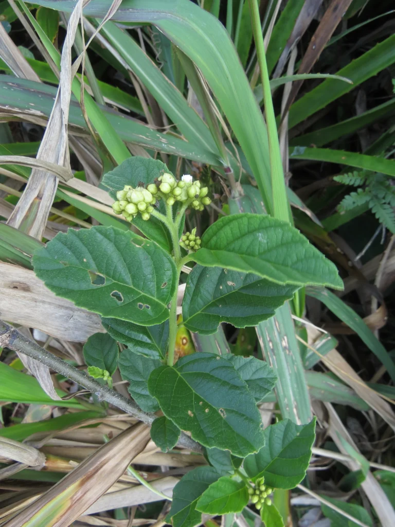 Varronia urticifolia (18)