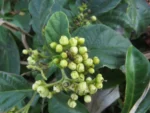 Varronia urticifolia (14)