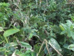 Varronia urticifolia (12)