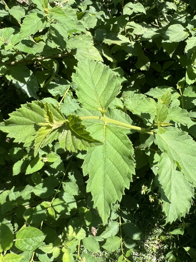 Varronia urticifolia (7)