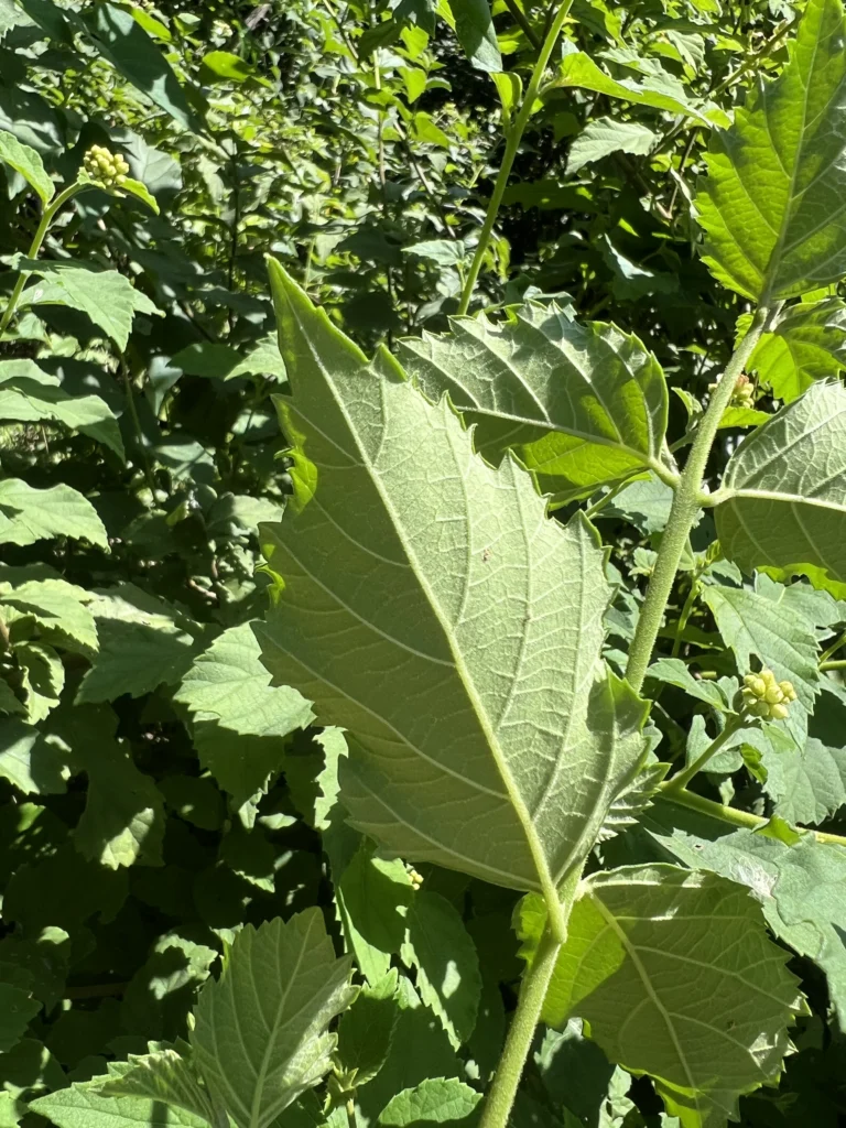 Varronia urticifolia (8)