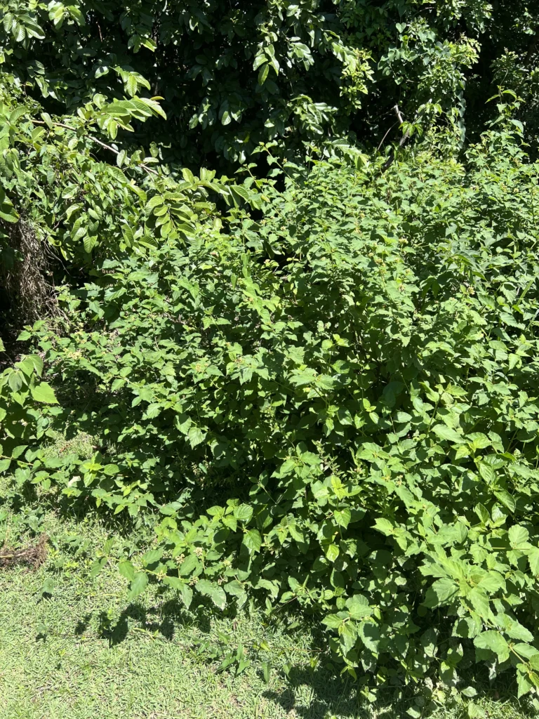 Varronia urticifolia (5)