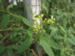 Varronia polycephala (62)