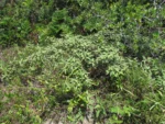 Varronia curassavica (28)