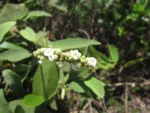 Varronia curassavica (26)