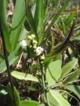 Varronia curassavica (27)