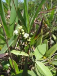 Varronia curassavica (24)