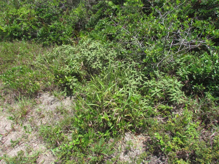 Varronia curassavica (22)