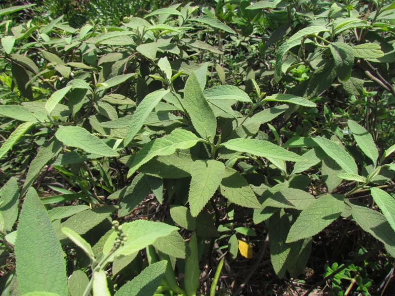 Varronia curassavica (23)