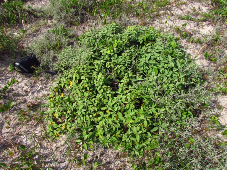 Varronia curassavica (15)