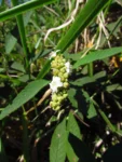 Varronia curassavica (14)