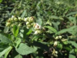Varronia curassavica (4)