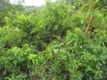Tournefortia bicolor (28)