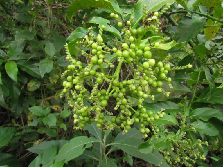 Tournefortia bicolor (29)