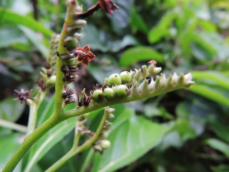 Tournefortia bicolor (26)