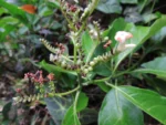 Tournefortia bicolor (25)
