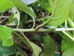Tournefortia bicolor (23)