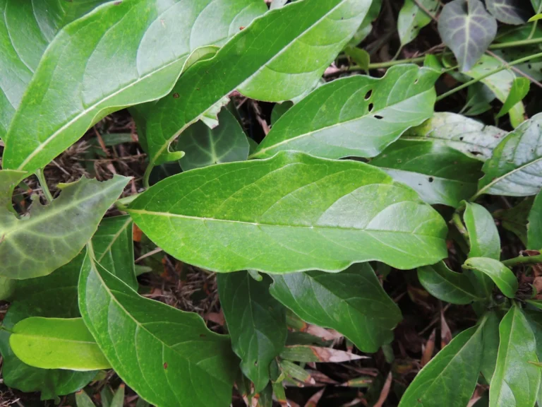 Tournefortia bicolor (21)