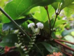 Tournefortia bicolor (18)