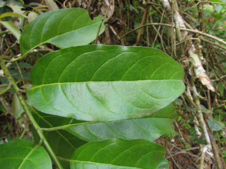 Tournefortia bicolor (10)