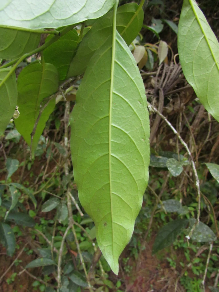 Tournefortia bicolor (11)