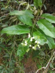 Tournefortia bicolor (9)