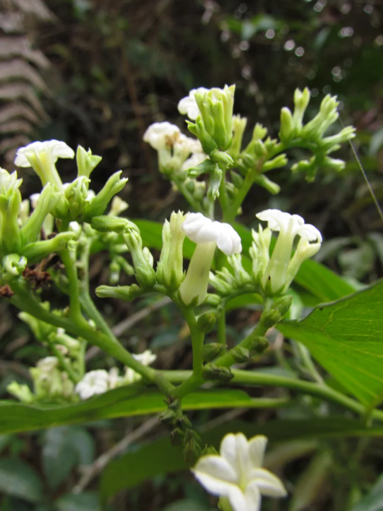 Tournefortia bicolor (7)