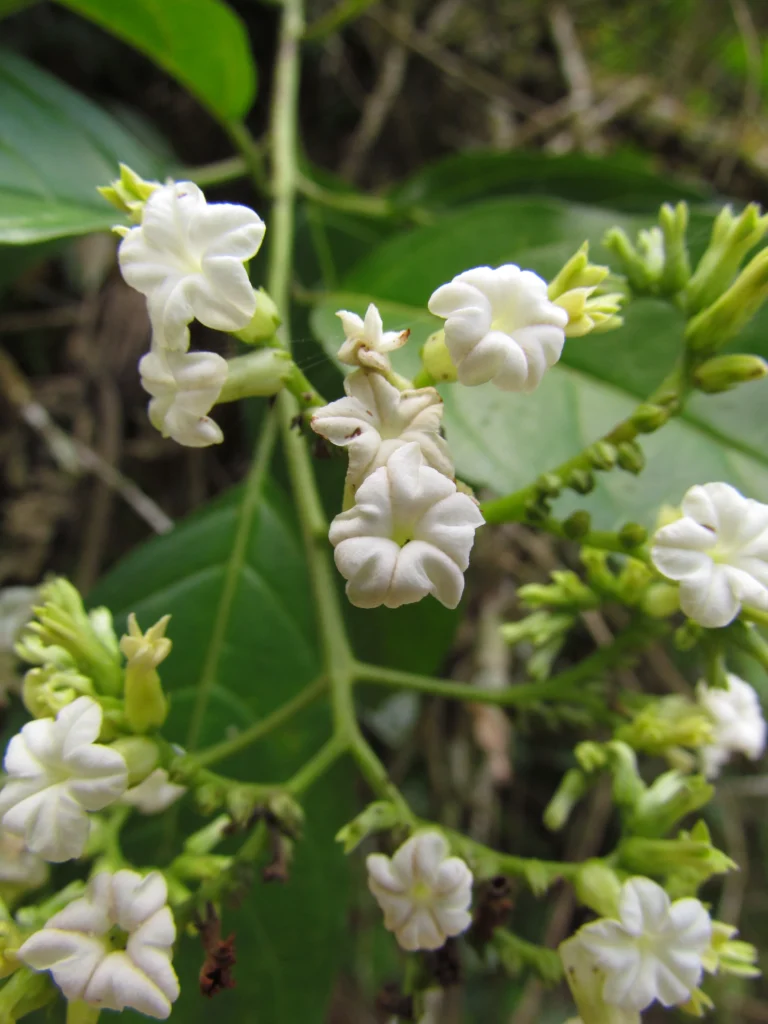 Tournefortia bicolor (5)