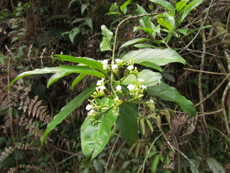Tournefortia bicolor (4)